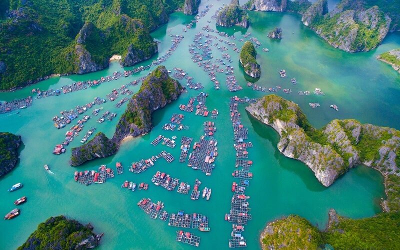 Khám Phá 5 Món Ăn Ngon Không Nên Bỏ Qua Khi Đến Du Lịch Flamingo Cát Bà 